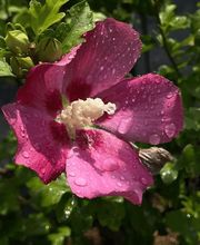 Vivai San Martino Bild 3