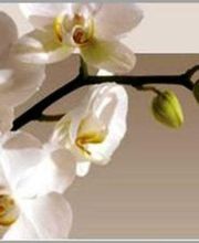 Dubuisson-caillet Aurélie image 6