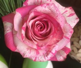 ETAMINE FLEURS image 8