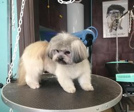 Doggy Chou image 10