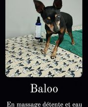 Salon de Toilettage Jenny Dog et Company image 6