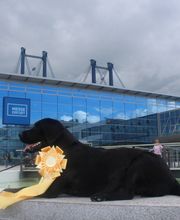 winter-labrador Bild 1