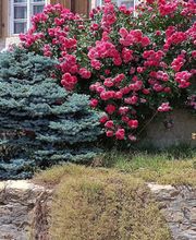 Mémoires d'Arbres Bild 3