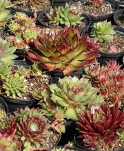 Staudengärtnerei David Müller Bild 23