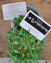 La Lunetterie image 13