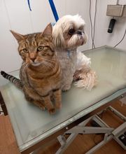 Armelle Toiletteuse Chiens Et Chats image 13