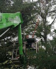 Baumflüsterer Hoffmann Bild 6