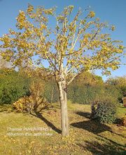 Branch' & Paysages Eirl Martin Pierre image 4