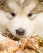 Millersville Animal Hospital image 2