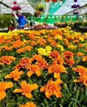 Pépinières Bourquin image 13