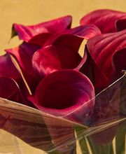 Les Fleurs de Marie Claire image 1