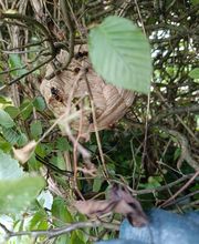 Bresse Nuisibles image 19