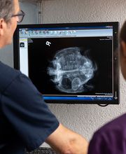 Dr. med. vet. Frey Artur Bild 4