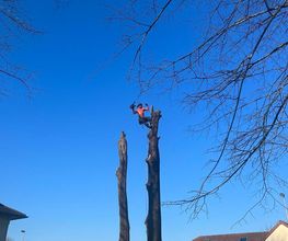 Modul'Arbre image 1