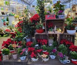 Dessapt Horticulture image 15