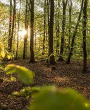FriedWald Buxtehude Bild 1
