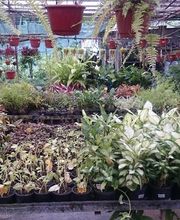 Pépinière Lesueur EARL image 8