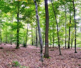 FriedWald Euskirchen Bild 2