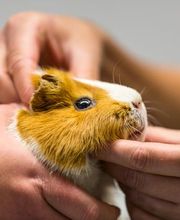 Krebs Vétérinaires SA Bild 6