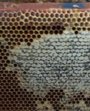 Abeille De Ré image 17