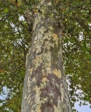 Like Cigarette image 8