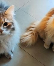 Etologo.es imagen 15