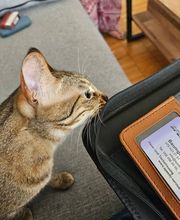 Speedy- Service Dienstleistung mit Herz für Mensch und Tier von Remetschwil Bild 1