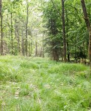 FriedWald Rümmingen Bild 6