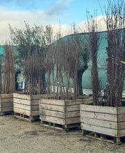 Olipalm pépiniére image 13