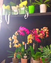 Sara Fiori immagine 8