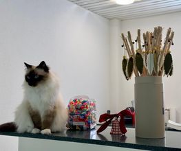 Katzen-Praxis.ch Bild 14