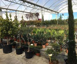 arboles-frutales-01.jpg