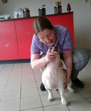 Fashion Dog image 20