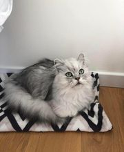 Mélanie Berquet Comportementaliste Félin image 5