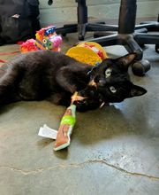 Barta Animal Hospital image 12