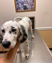 Brookhill Animal Hospital image 17