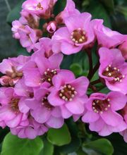 Jardinerie Champs Fleurs image 2