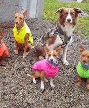 Zoo-Shop GmbH & Swissdogbox.ch Bild 11