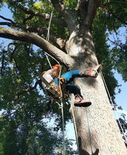 Access Élagage SARL image 3