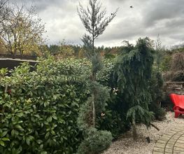 Gartenservice Mark Miess Bild 55