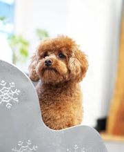 Doggrooming Ramstein Bild 6
