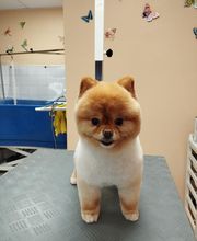 AU TOUTOU MARANS image 3