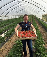 Böllenhof Erdbeeren