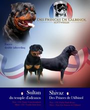 Elevage Des Princes De L'albinol image 4