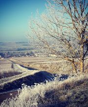 Champagne André Diligent et Fils image 7