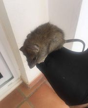 AST Pestcontrol imagen 3