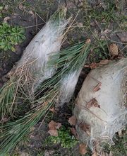 Stopfrelons60 image 2