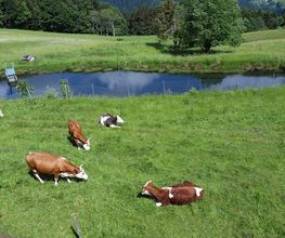 Ferienparadies Althäuslehof Bild 3