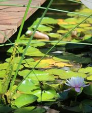 Blumen-Müller AG Bild 5