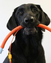 Kleintierpraxis - Dr. med. vet. Fredi Witschi